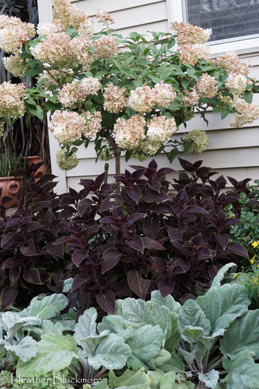 hydrangea, coleus, sage combo