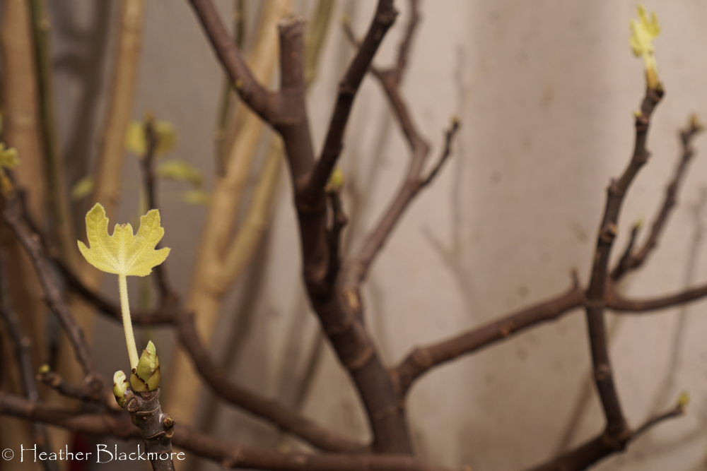 Chicago Hardy Fig