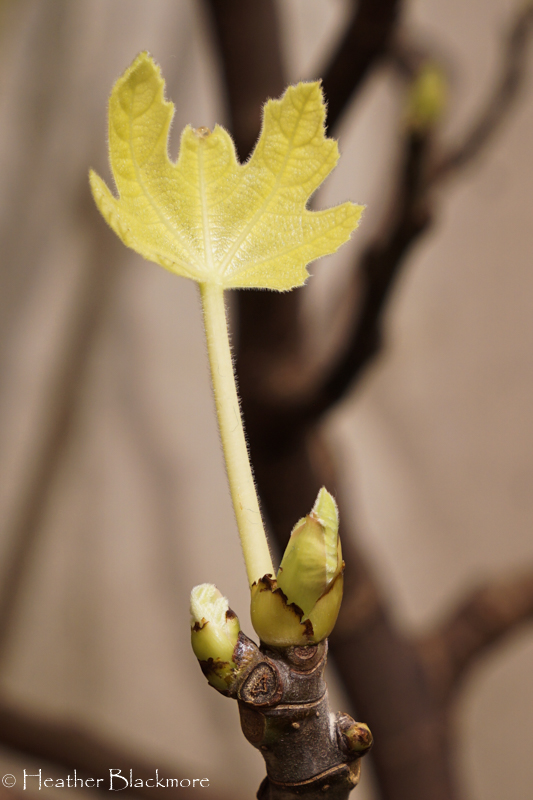 New fig leaf