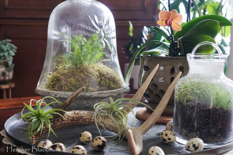 Terrariums on coffee table