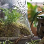fern under glass cloche