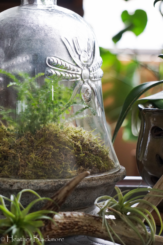 fern under glass cloche