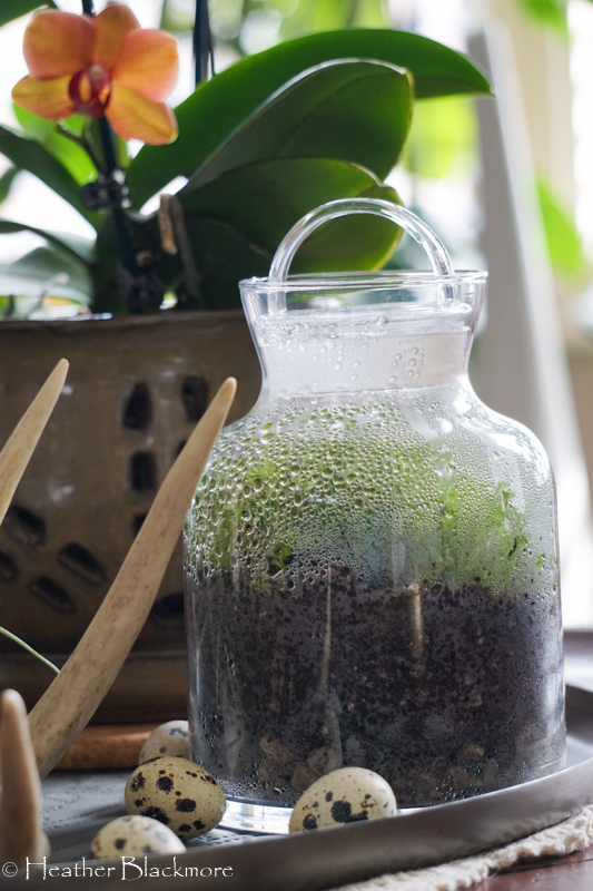 Pilea in a glass jar with deer antler