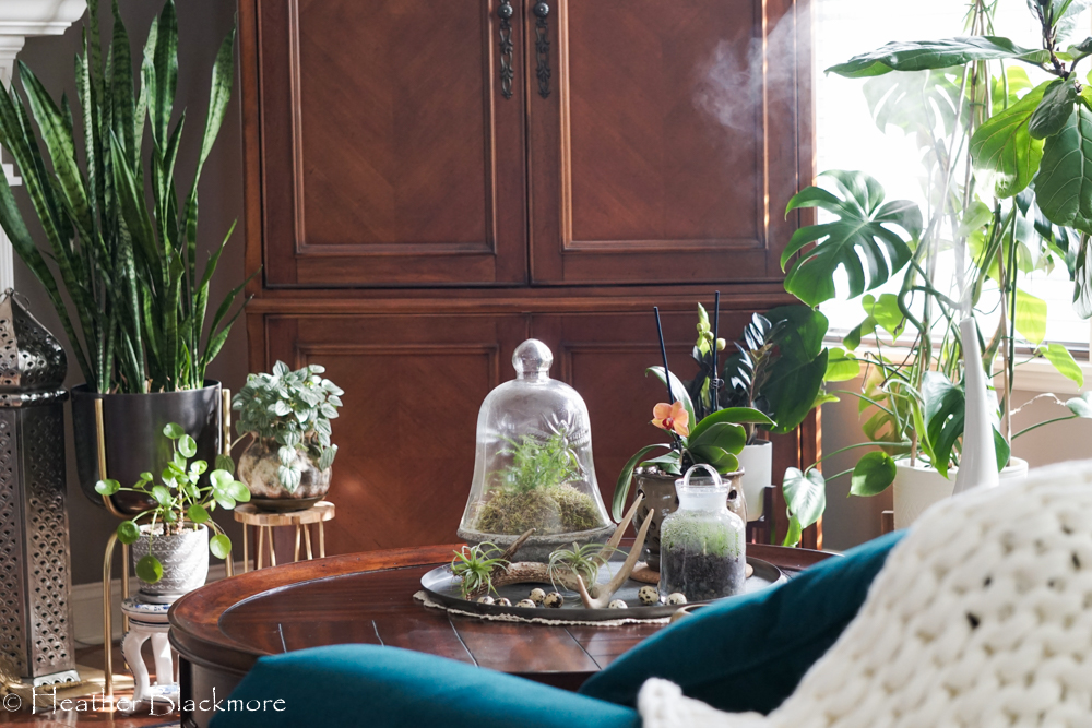 Terrariums on coffee table 