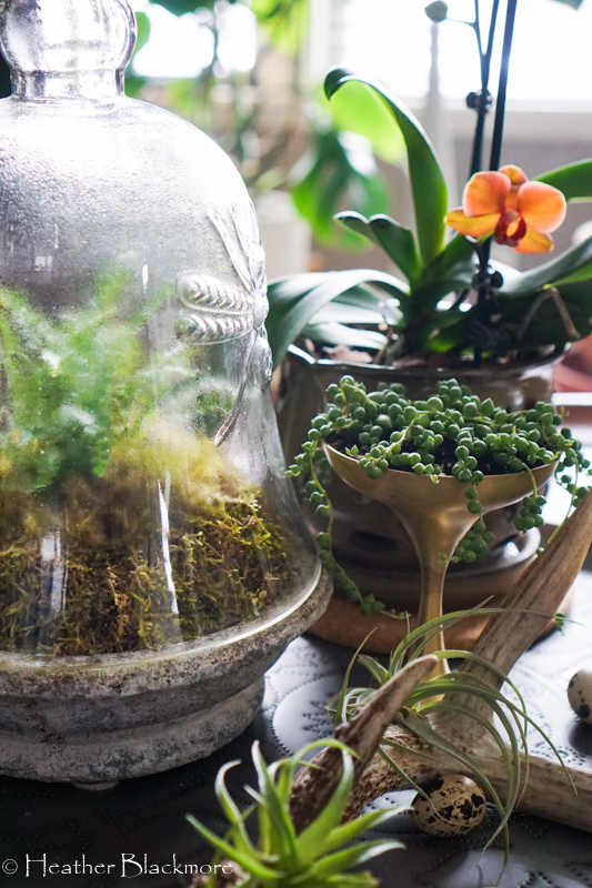Fern under glass cloche with orchid 