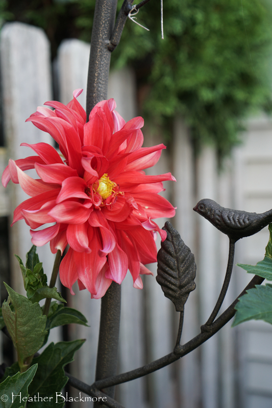 Red labyrinth dahlia