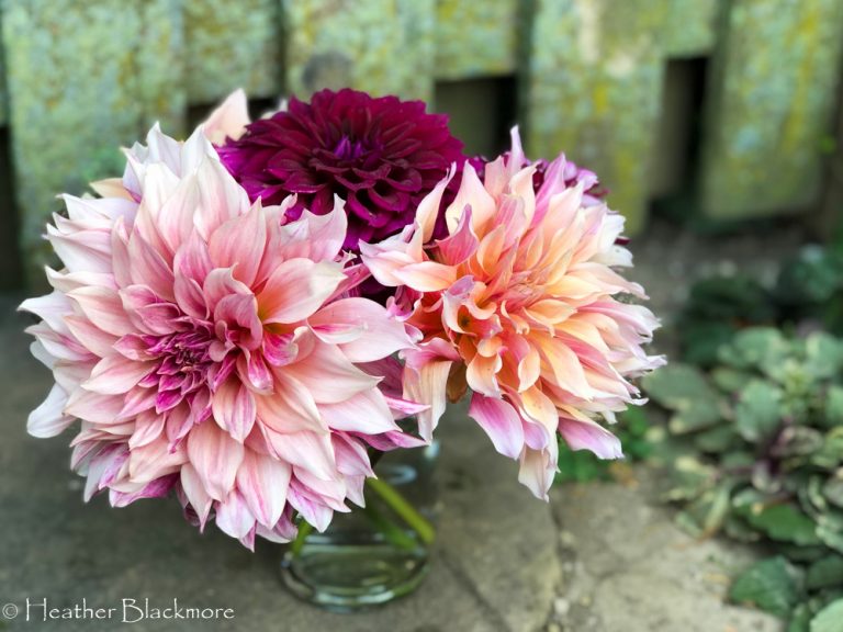 bouquet of dahlias