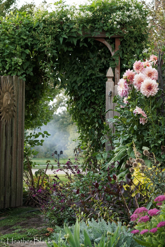 Cafe au Lait Royale dahlia with vine covered arbor