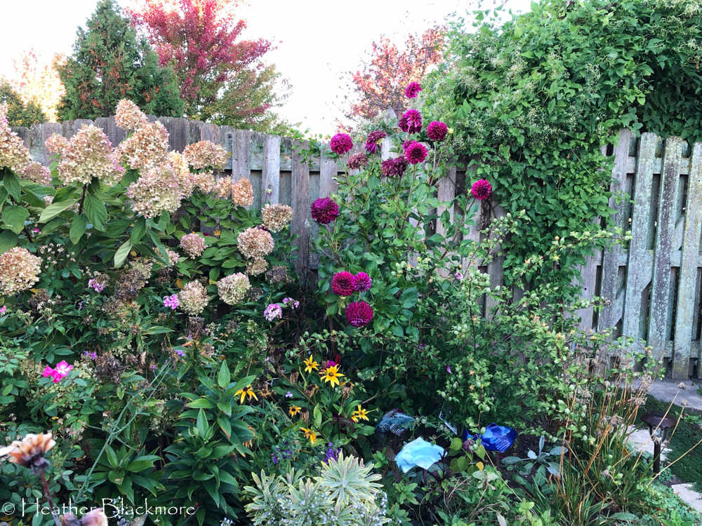 Diva dahlias with panicle hydrangea