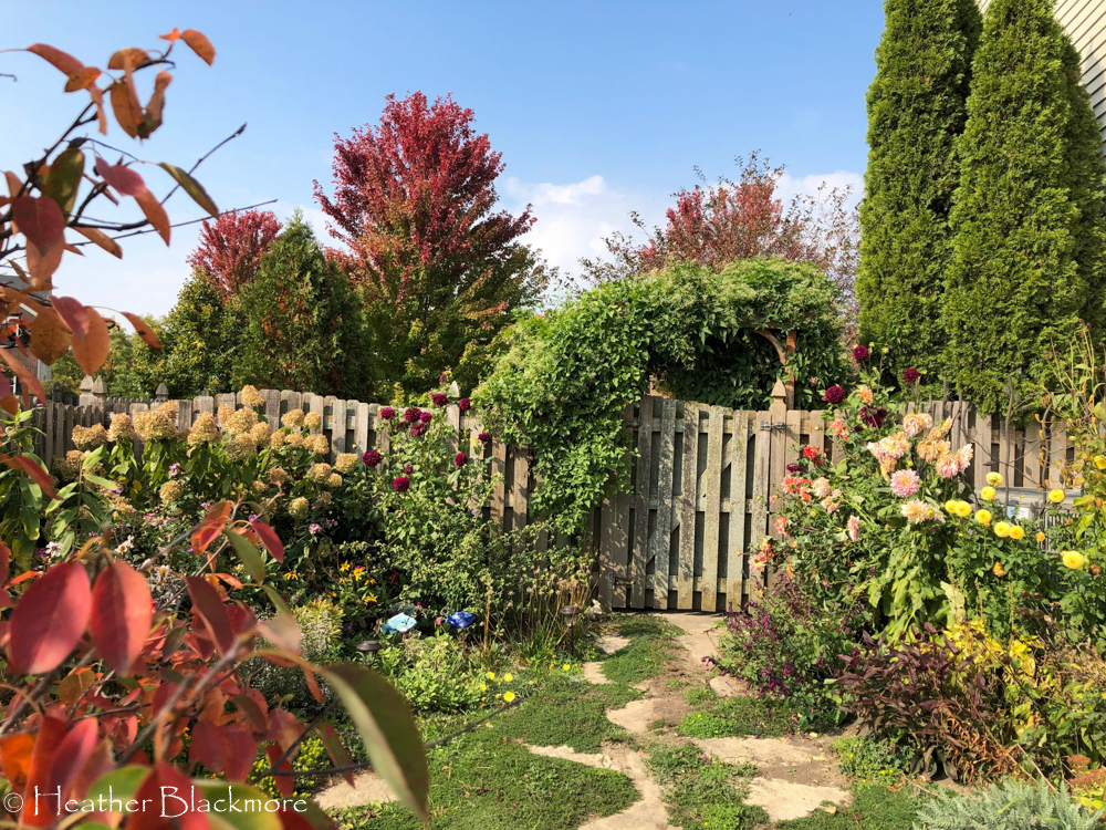 Dahlias in late September