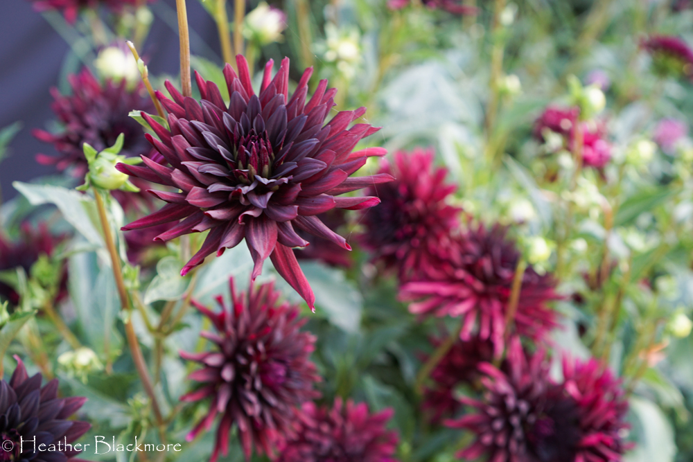 Nuit d'Ete dahlias