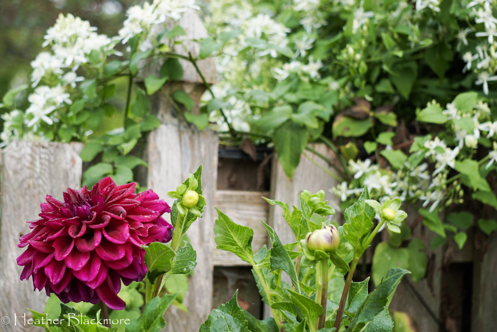 Diva dahlias