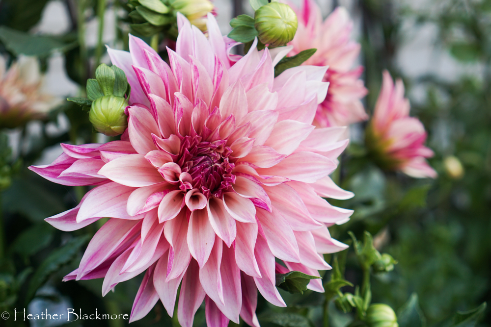 Cafe au Lait Royale dahlia