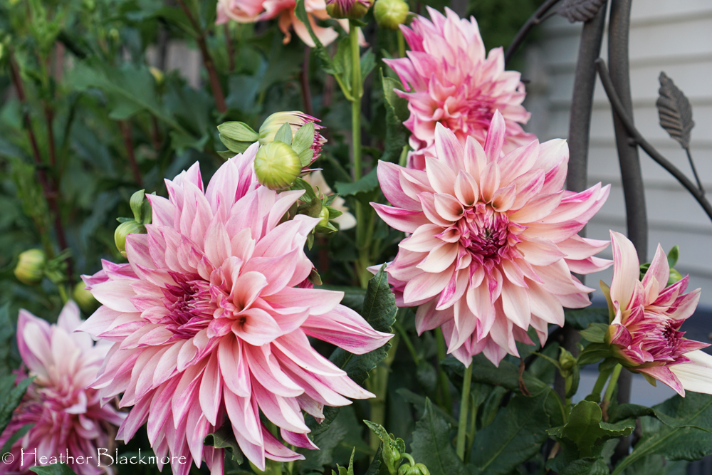 Cafe au Lait Royale dahlias