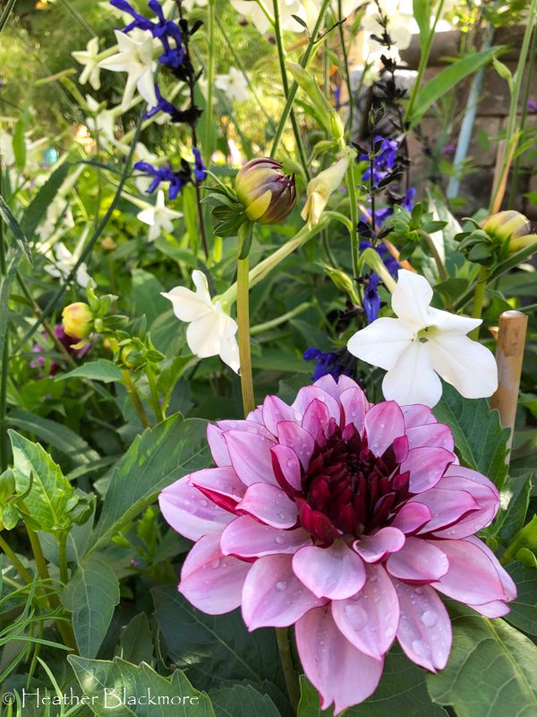 Diva dahlias with flowering tobacco and salvia