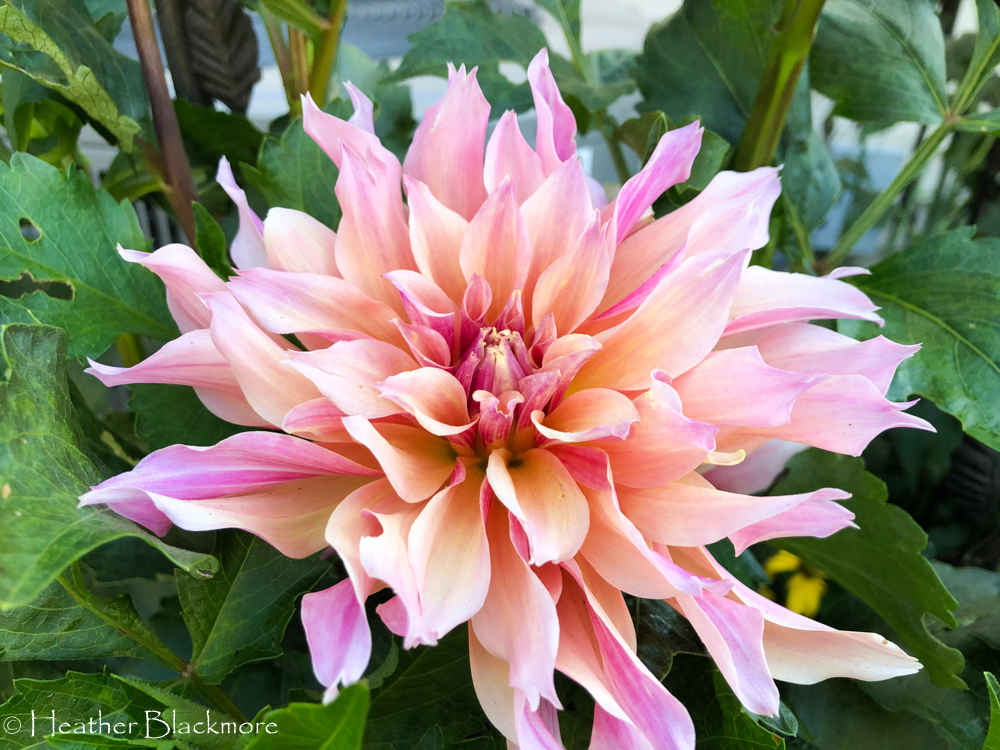 Labyrinth dahlias