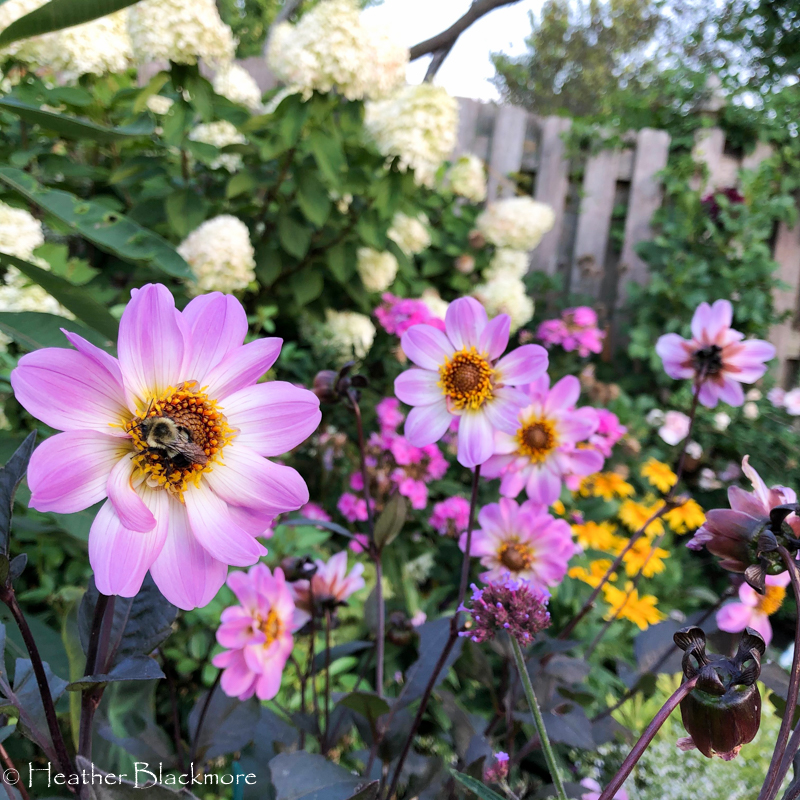 Bishop of Dover dahlias with bumblebees
