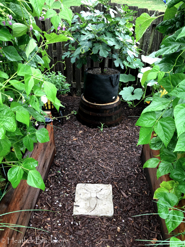 Fig tree on whiskey barrel