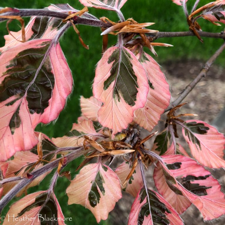 Tricolor beech leaves