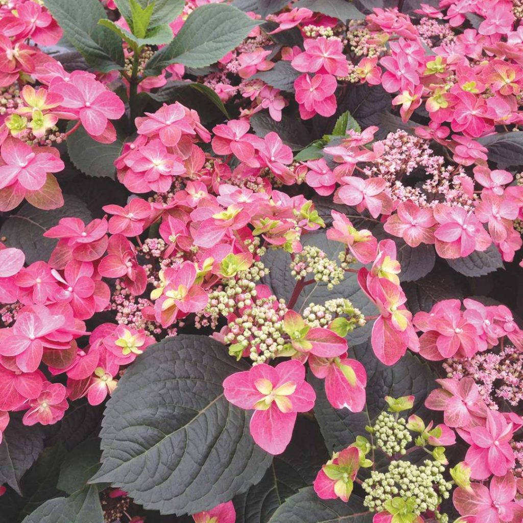 Hydrangea serrata