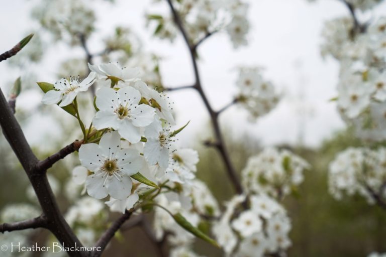 Callery Pear blossoms