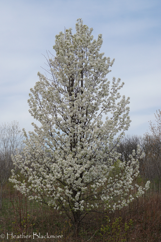 callery pear tree in flower