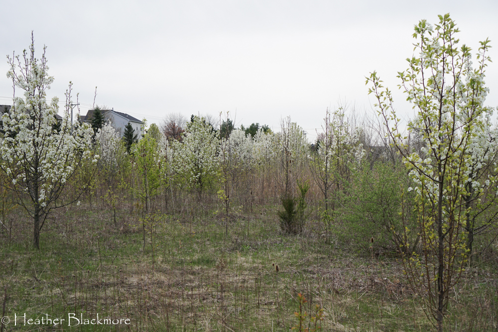 young callery pear in open field