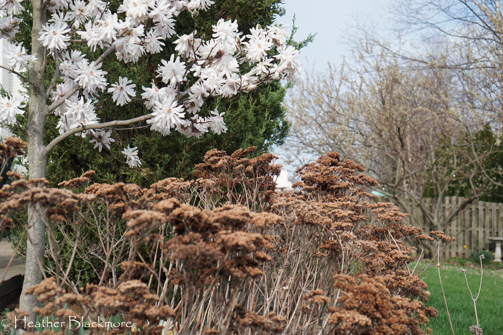 Matrona sedum and Centennial Blush Magnolia
