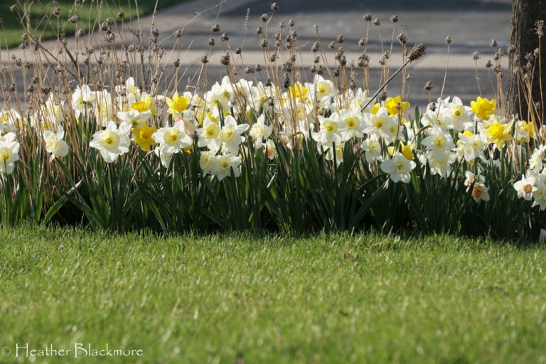 Daffodils