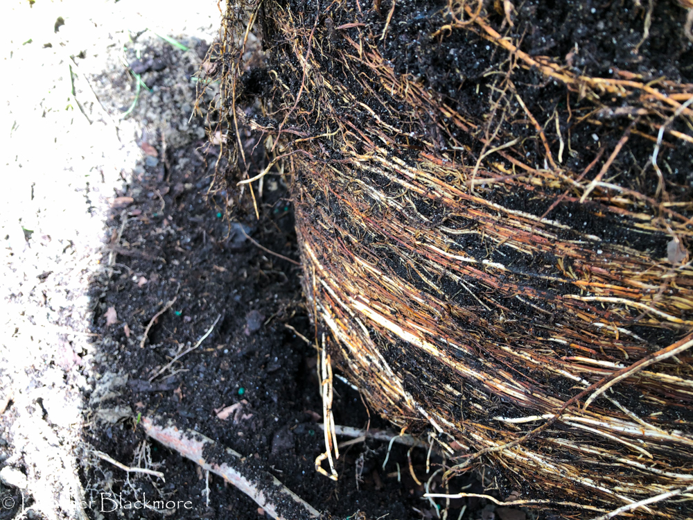 girdling roots