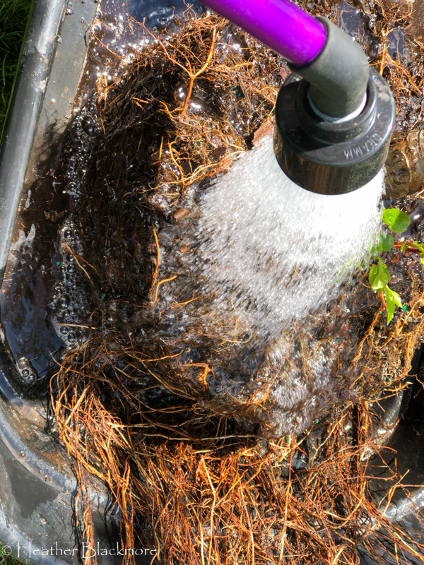 rinsing roots in wagon