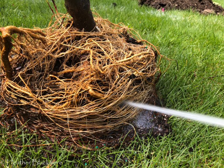 root washing