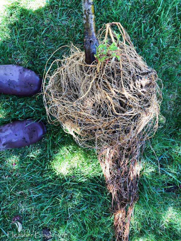 completely root-washed tree
