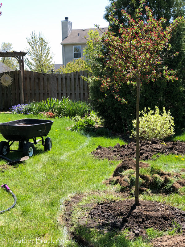 planted bareroot tree
