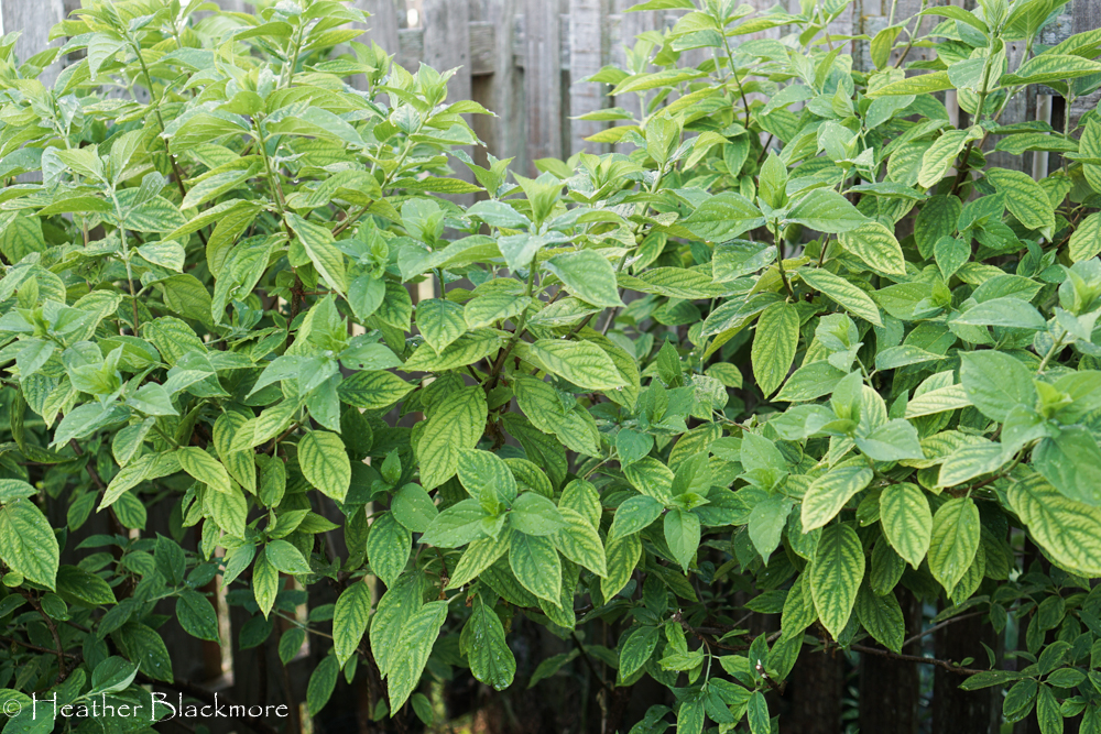 Little Lime Hydrangea with Chlorosis