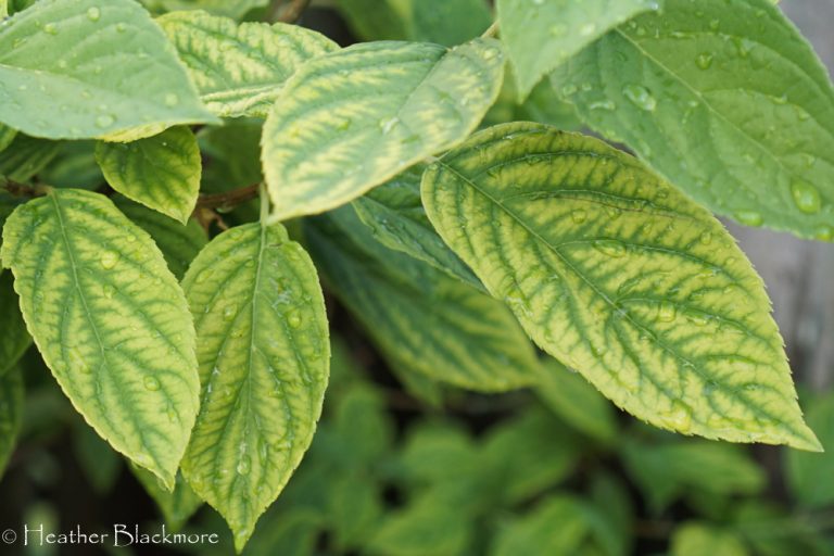 Little Lime Hydrangea with chlorosis