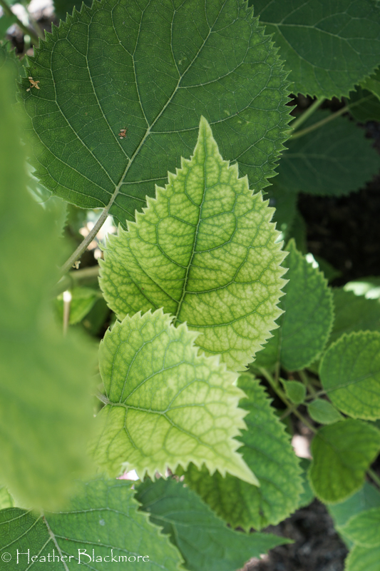 Chlorosis on Mini Mauvette smooth hydrangea