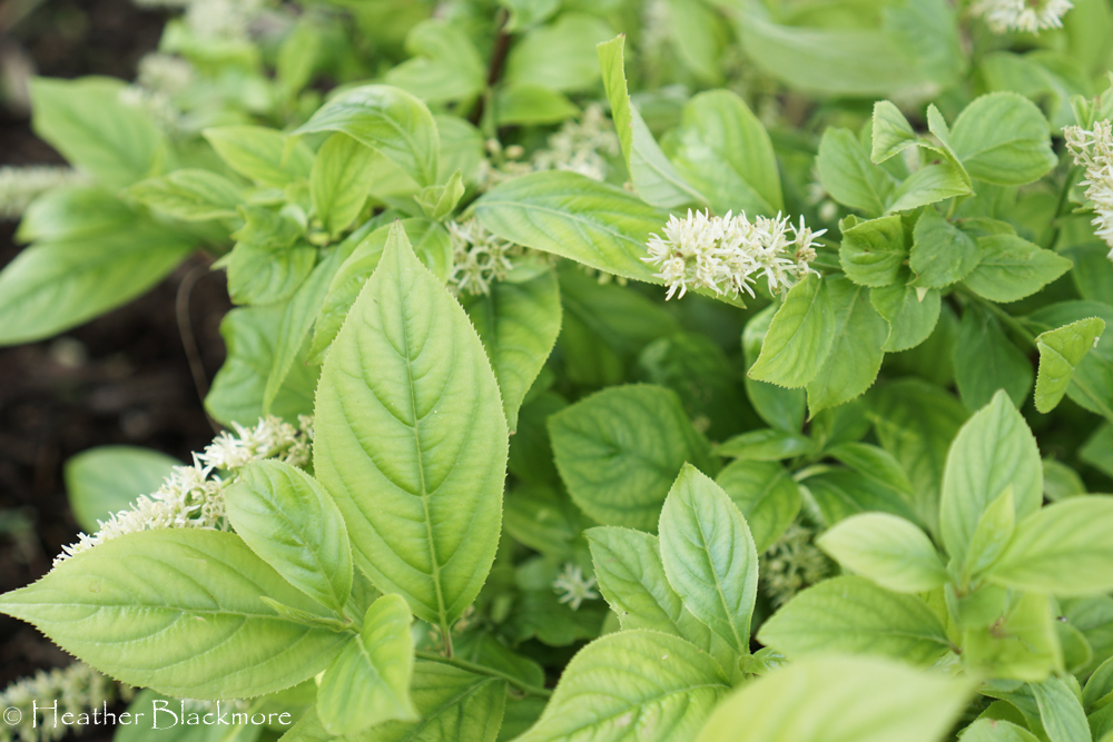 Little Henry Itea with chlorosis