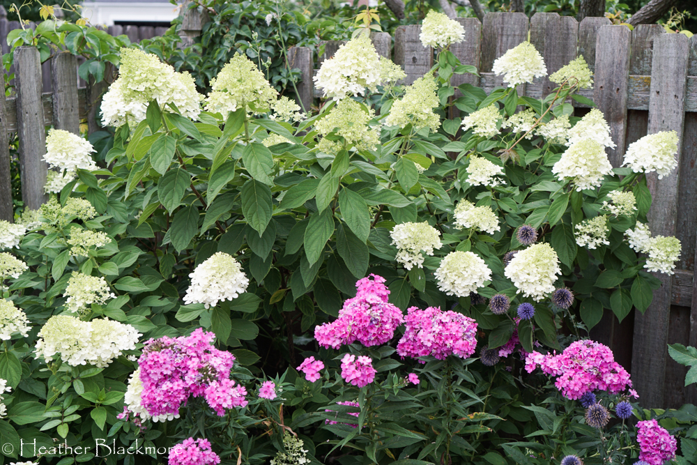 Little Lime hydrangea