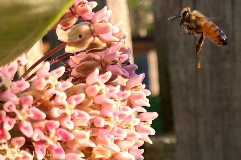 Honeybee flying to milkweed flower