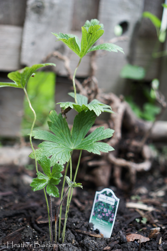 Geranium maculatum