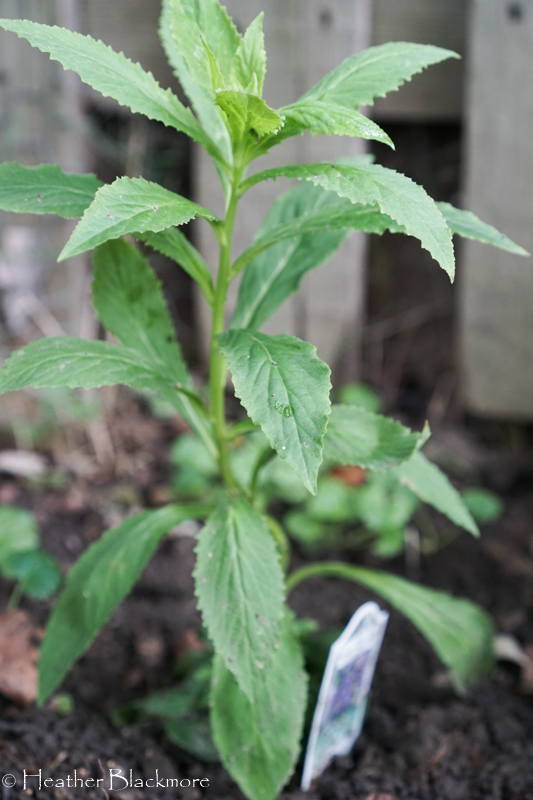 Lobelia siphiilicata