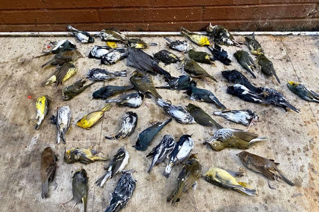 dead birds