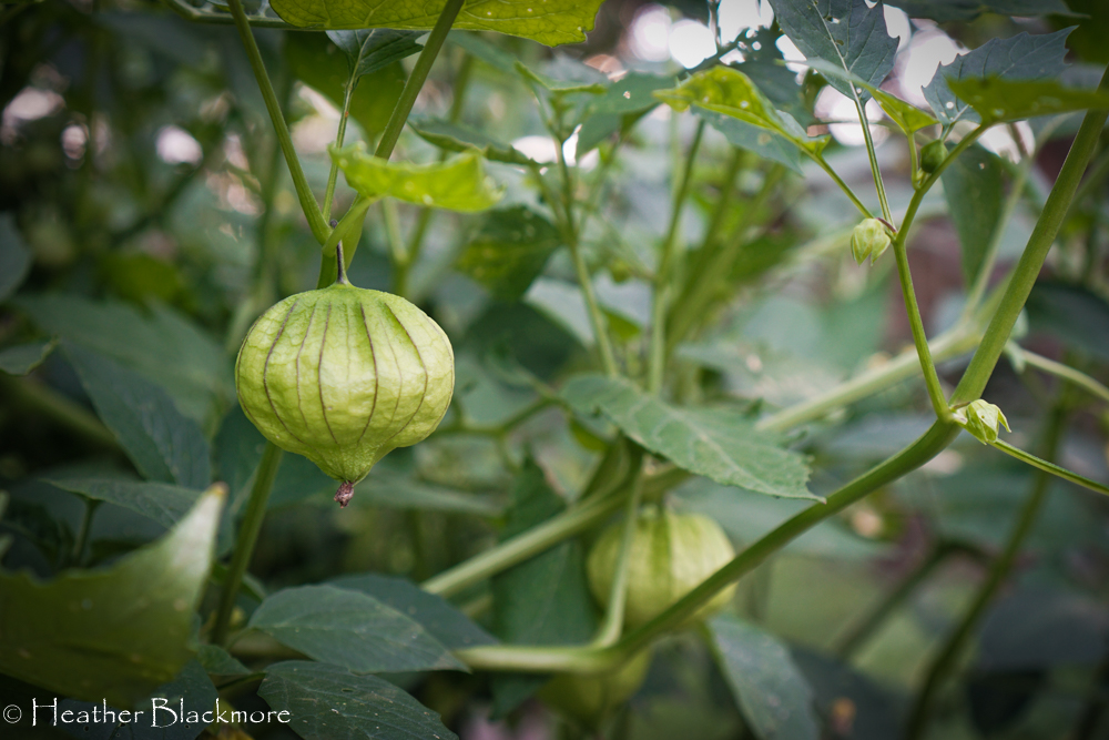tomatillos in the garden