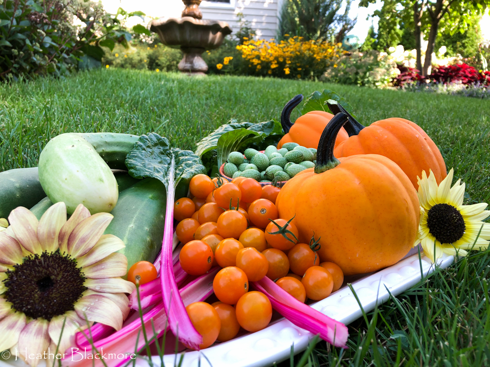 Tomatoes, cucamelons, Swiss chard, cucumbers, acorn squash