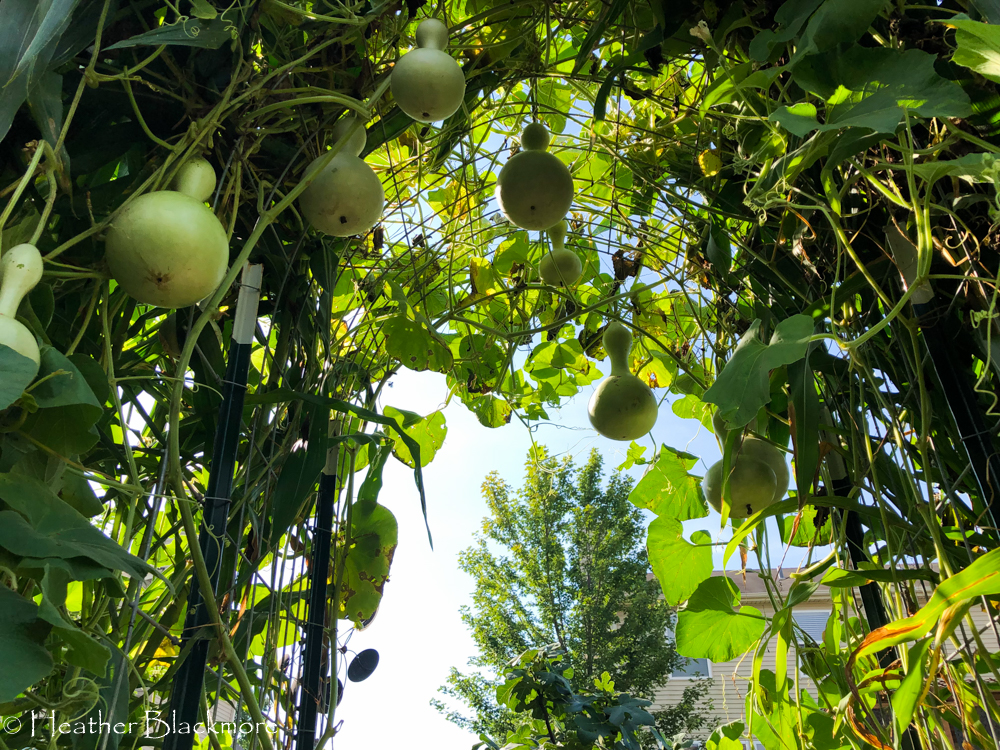 Birdhouse gourds on a trellis