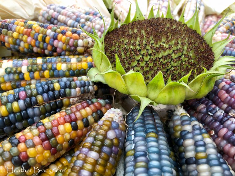Glass Gem corn