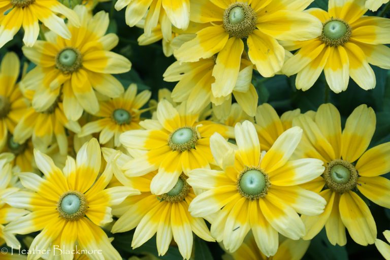 Prairie Sun Black-Eyed Susan