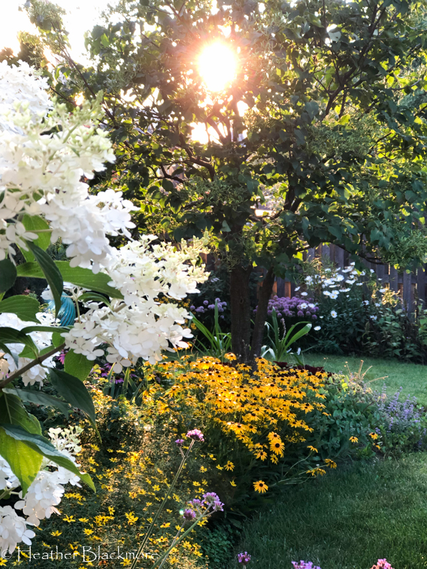 Viette's Little Suzy black-eyed Susan