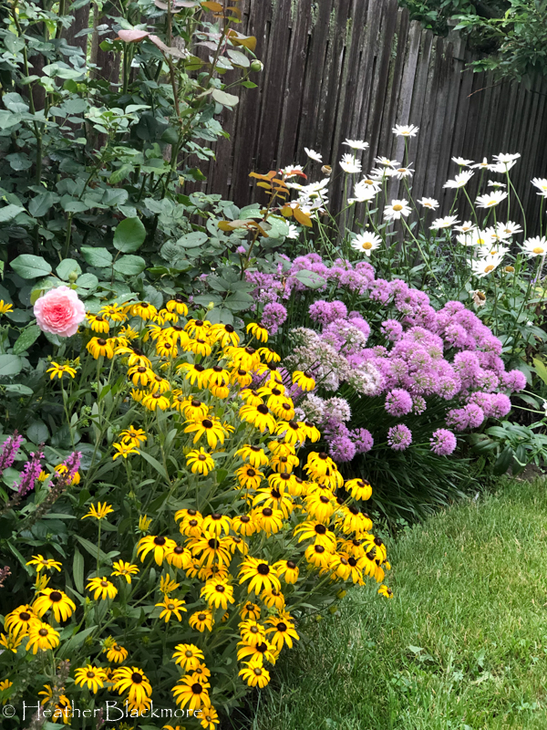American Gold Rush black-eyed Susan